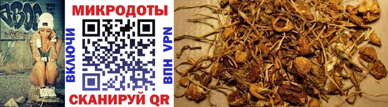 Псилоцибиновые грибы Psilocybe Одинцово